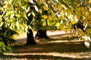 höst, skog, hagaparken, solna