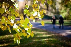 höst, skog, hagaparken, solna