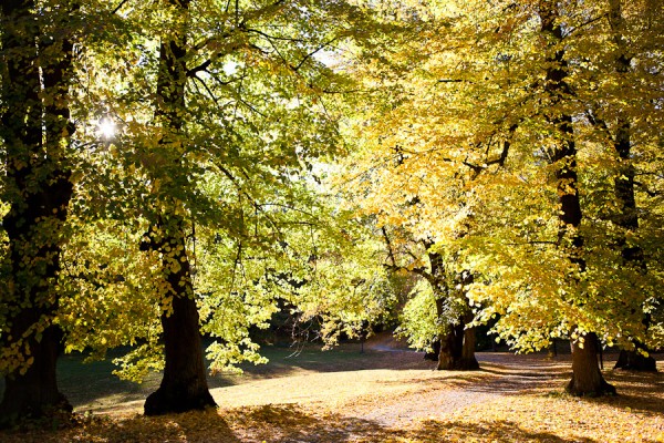 höst, skog, hagaparken, solna