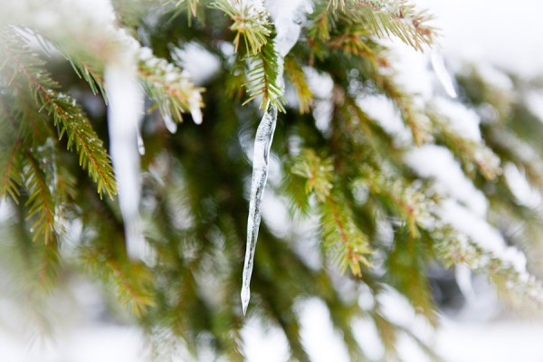 jul, istapp, gran, vinter, skog